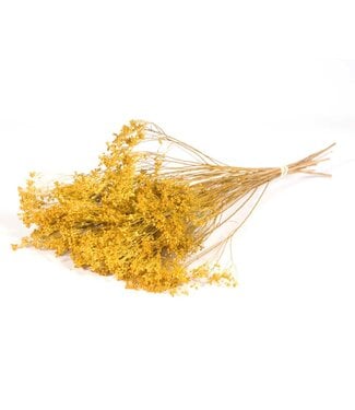 LDD Yellow Broom Bloom dried flowers | Per 30 pieces