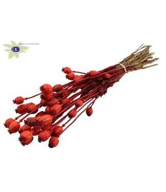 QC Dried Poppy Somniferum red | Per 6 bunches