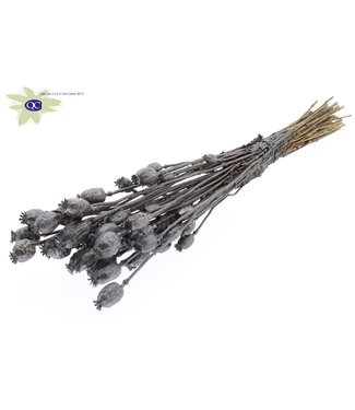 QC Dried Poppy Somniferum metallic graphite | Per 6 bunches