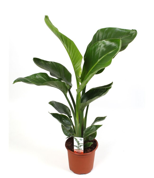 Strelitzia Nicolai 2 Pp | Topfgröße 17 | Pro 6 Stück