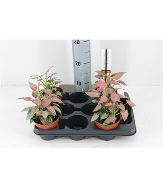 ME Syngonium Strawberry Milk | Potmaat 10.5 | Per stuk