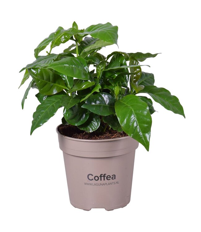 Coffea Arabica | Topfgröße 15 | Pro 4 Stück