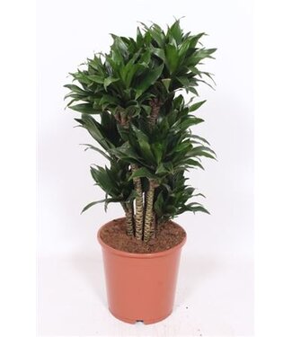 ME Dracaena Compacta | Topfgröße 24 | Pro Stück