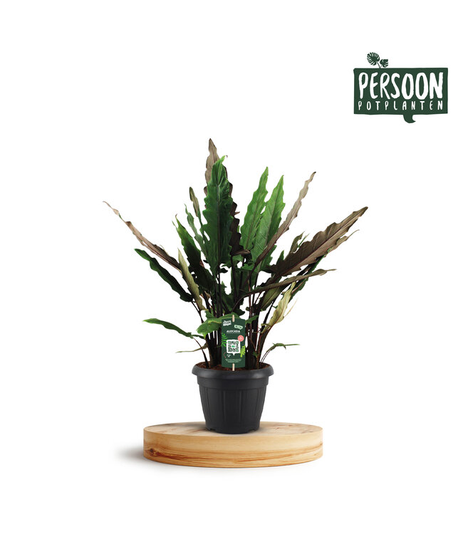 Alocasia Lauterbachiana Decopot | each