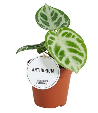 ME Anthurium Silver Blush | Per 6 stuks