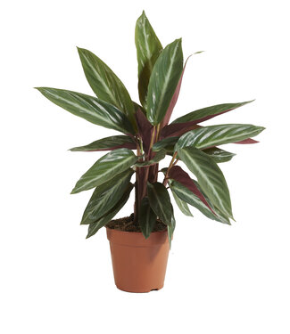 ME Calathea Stromanthe Sanguinea | Per 6 stuks