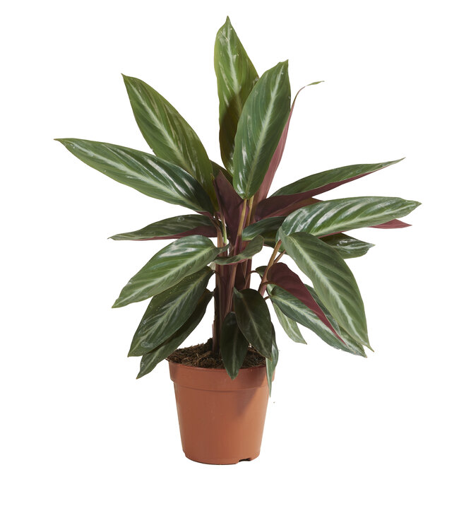 Calathea Stromanthe Sanguinea | Per 6 pieces