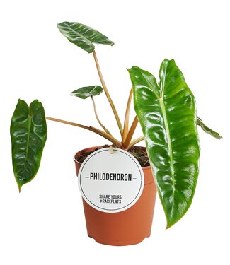 ME Philodendron Billietiae | Per 6 stuks