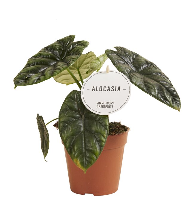 Alocasia Sinuata | Per 6 stuks