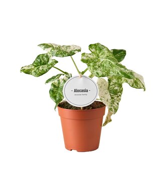 ME Alocasia Macrorrhiza Splash | Per 6 stuks