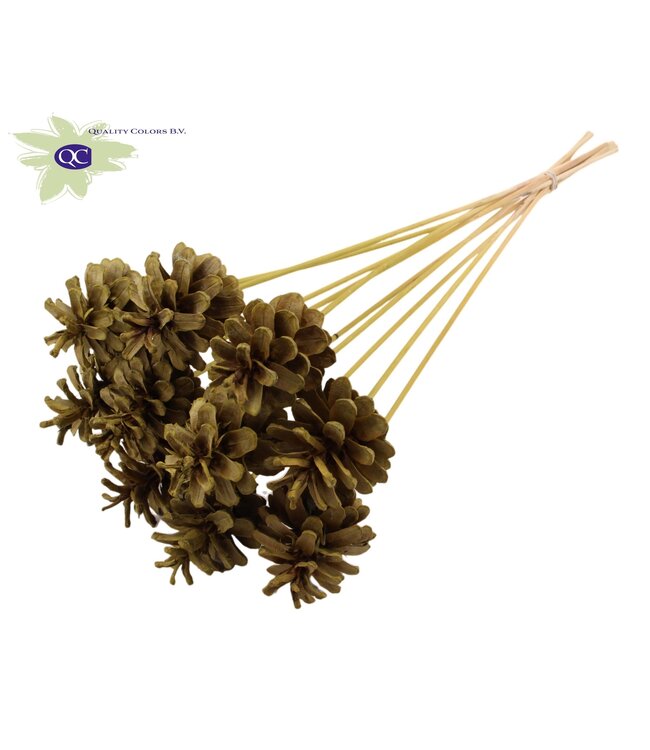 Intense olive-coloured pine cones side plugs on stick | Diameter 5 - 7 centimetres | Order per 50 pieces