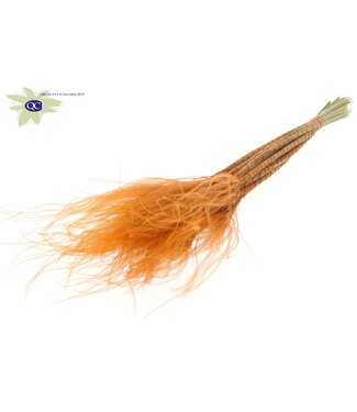 QC Terracotta-coloured dried feather grass | Stipa Pennata dried flowers | 10 per bunch