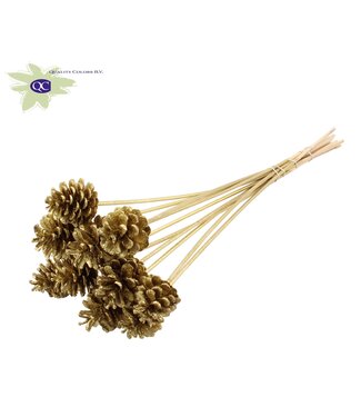 QC Gold coloured pine cones with glitter side plugs on stick | Diameter 5 - 7 centimetres | Per 50 pieces