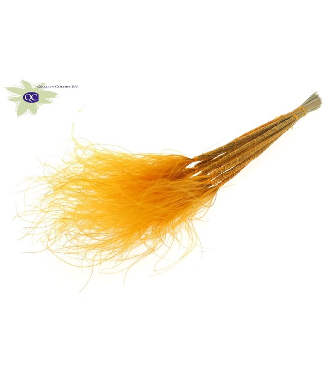 Aprikosenfarbenes getrocknetes Federgras | Stipa Pennata Trockenblumen | Länge 60 Zentimeter | 10 Stück pro Strauß | Bestellung pro 10 Sträuße