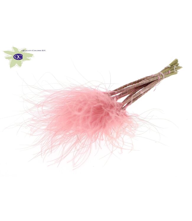 Pastel rose-coloured dried Feather grass | Stipa Pennata dried flowers | Length 60 centimetres | 10 per bunch | Order per 10 bunches