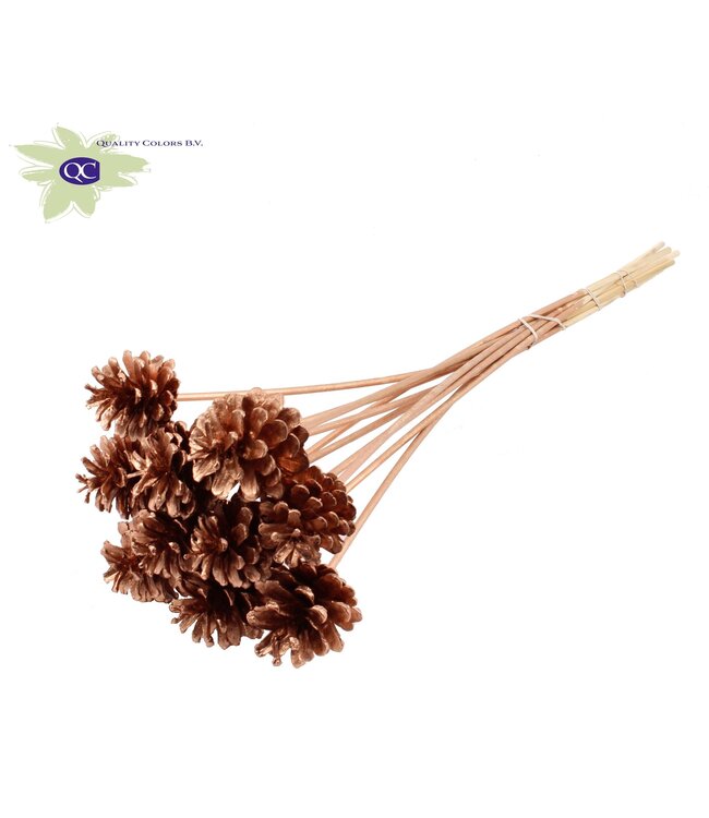 Copper-coloured pine cones side plugs on stick | Diameter 5 - 7 centimetres | Order per 150 pieces