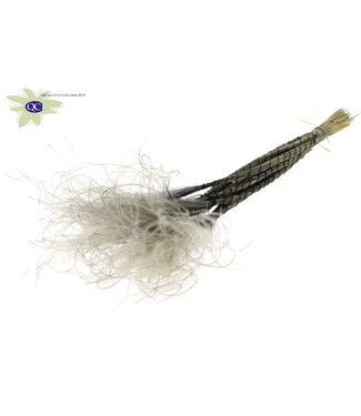 QC Grey dried feather grass | Stipa Pennata dried flowers | 10 per bunch