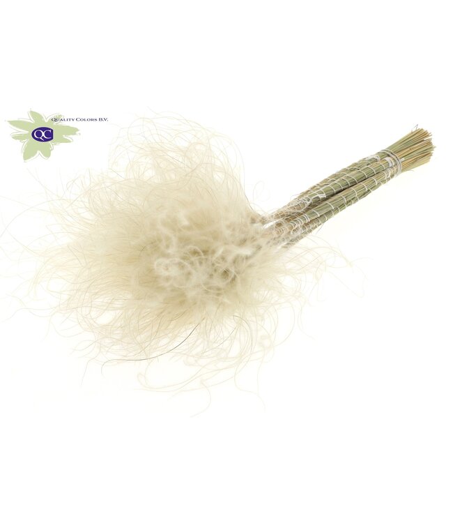 Natural dried feather grass | Stipa Pennata dried flowers | Length 60 centimetres | 10 per bunch | Order per 10 bunches