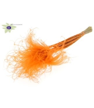 QC Pastellorange getrocknetes Federgras | Stipa Pennata getrocknete Blumen | 10 pro Strauß