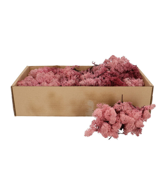 Roze gedroogd rendiermos | Gewicht 400-500 gram | Per verpakking te bestellen