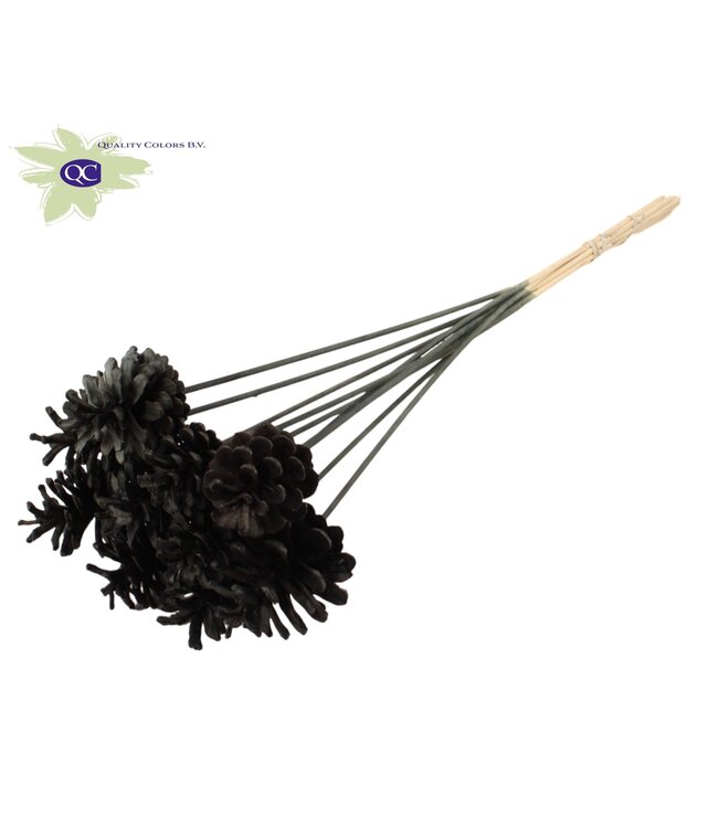 Intense black pine cones side plugs on stick | Diameter 5 - 7 centimetres | Order per 50 pieces