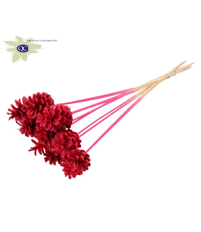 Intense Christmas coloured pine cones side plugs on stick | Diameter 5 - 7 centimetres | Order per 50 pieces