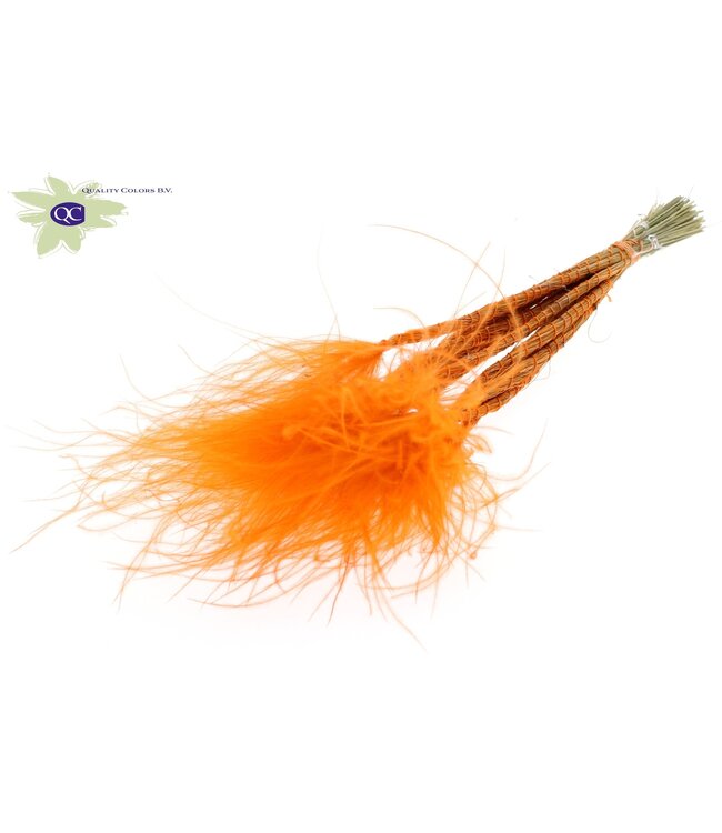 Orange dried feather grass | Stipa Pennata dried flowers | Length 60 centimetres | 10 pieces per bunch | 10 bunches to order