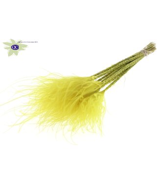 QC Yellow dried feather grass | Stipa Pennata dried flowers | 10 per bunch