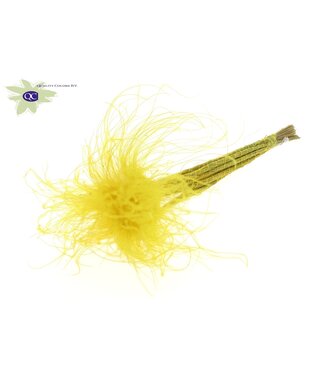 QC Pastel yellow dried Feather grass | Stipa Pennata dried flowers | 10 per bunch