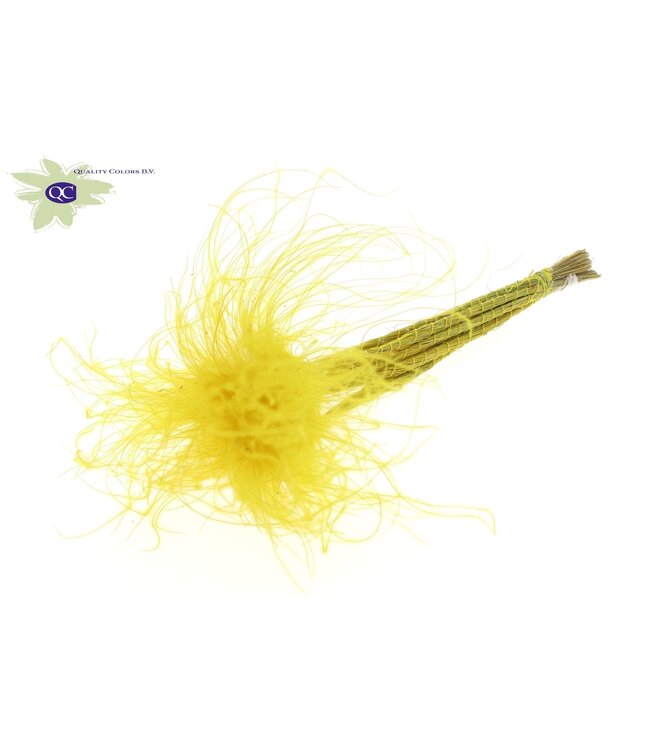 Pastel yellow dried feather grass | Stipa Pennata dried flowers | Length 60 centimetres | 10 per bunch | Order per 10 bunches