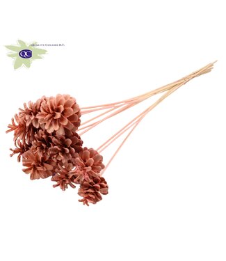 QC Intense rose-coloured pine cones side plugs on stick | Diameter 5 - 7 centimetres | Per 50 pieces