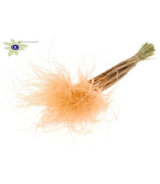 QC Pastel salmon-coloured dried Feather grass | Stipa Pennata dried flowers | 10 per bunch