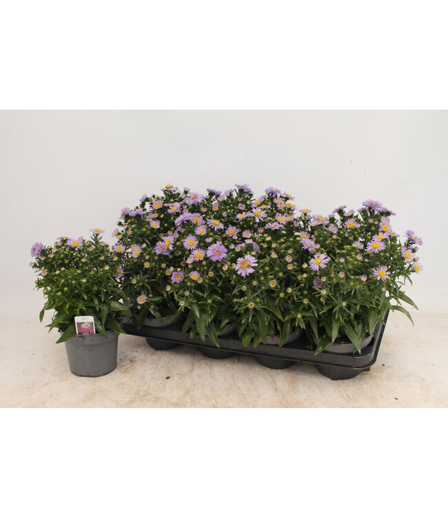 Aster bleu | Per 8 stuks