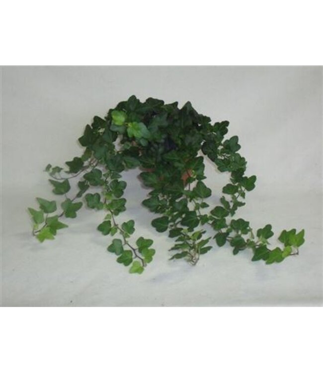 Hedera Wonder | Potmaat 13 | Per 6 stuks