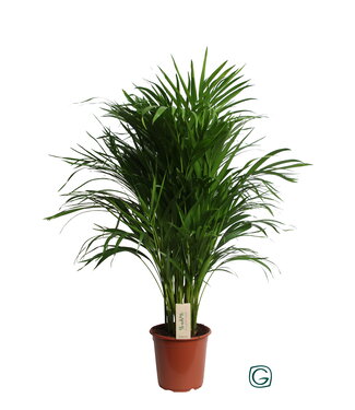 ME Dypsis Lutescens (Areca) | Topfgröße 21 | einzeln