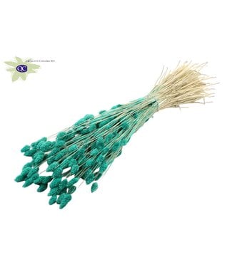 QC Intense turquoise dried Canary Grass | Phalaris dry flowers | Length 60 centimetres | Per 6 bunches