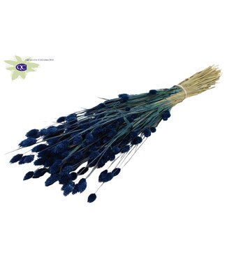 QC Dark blue dried canary grass | Phalaris dry flowers | Length 60 centimetres | Per 6 bunches