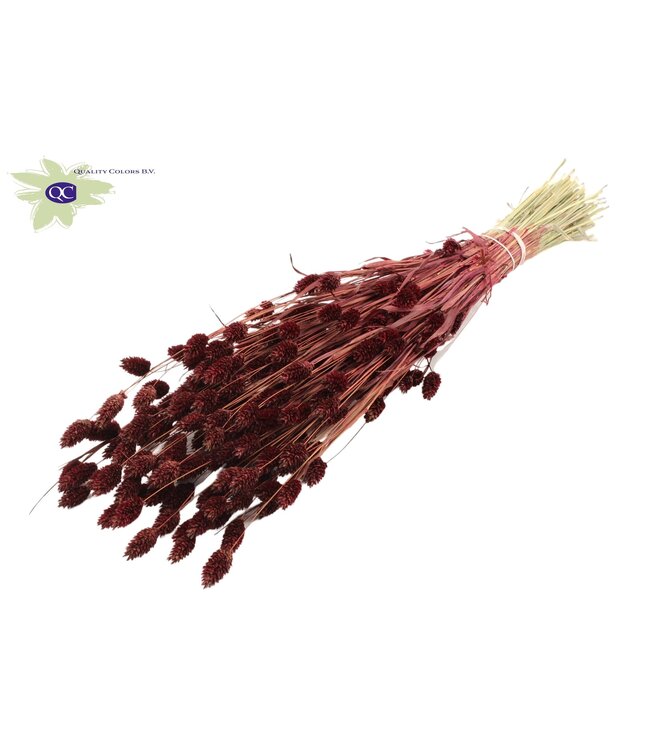 Burgundy dried canary grass | Phalaris dry flowers | Length 60 centimetres | Order per 20 bunches