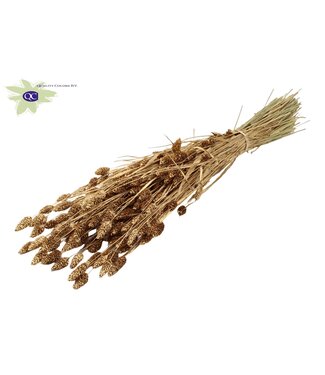 QC Antique golden dried Canary Grass | Phalaris dry flowers | Length 60 centimetres | Per 6 bunches