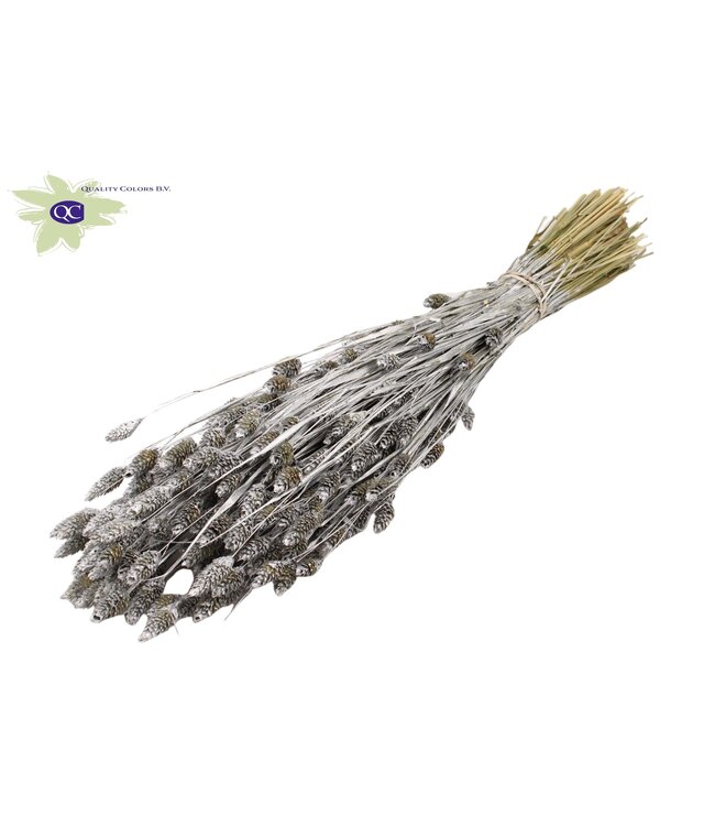 Silver dried Canary grass | Phalaris dry flowers | Length 60 centimetres | Order per 6 bunches