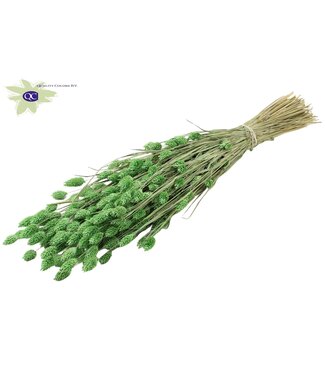 QC Mat muntgroen gedroogd Kanariegras | Phalaris droogbloemen | Lengte 60 centimeter | Per 6 bossen