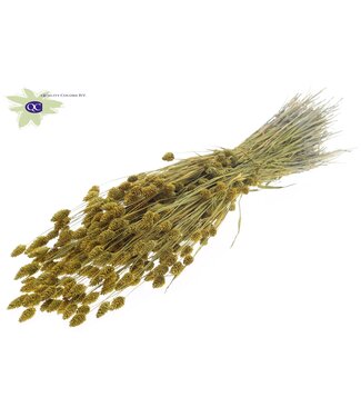 QC Metallic yellow dried Canary Grass | Phalaris dry flowers | Length 60 centimetres | Per 6 bunches