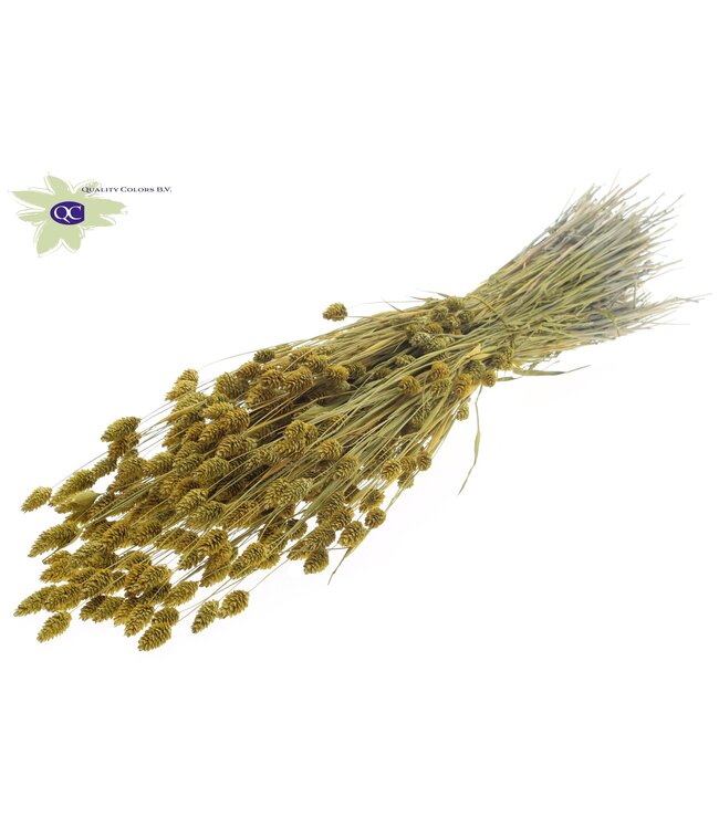 Metallic yellow dried canary grass | Phalaris dried flowers | Length 60 centimetres | Order per 6 bunches