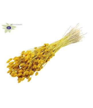 QC Intense yellow dried canary grass | Phalaris dry flowers | Length 60 centimetres | Per 6 bunches