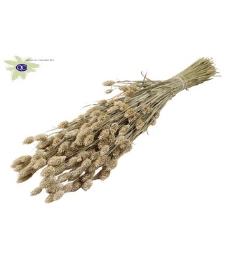 QC Matt white dried canary grass | Phalaris dry flowers | Length 60 centimetres | Per 6 bunches