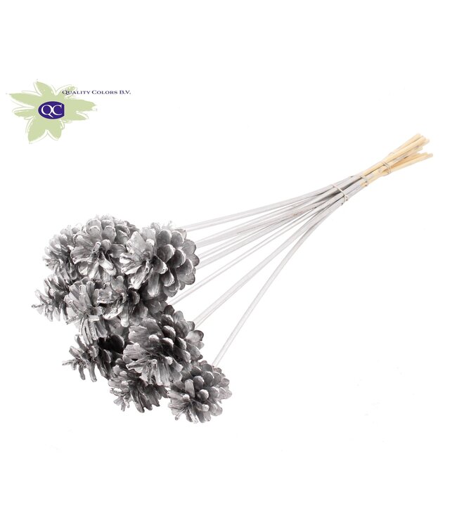 Silver-coloured pine cones side plugs on stick | Diameter 5 - 7 centimetres | Order 150 per piece