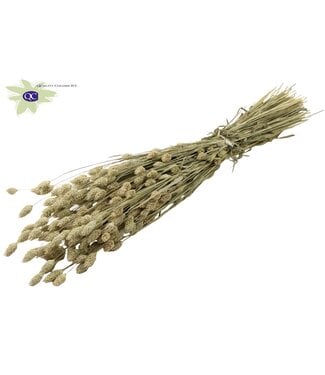 QC Naturelle gedroogd Kanariegras | Phalaris droogbloemen | Lengte 60 centimeter | Per 20 bossen