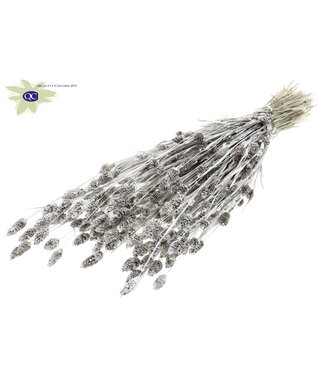 QC Platinum-coloured dried Canary Grass with glitter | Phalaris dried flowers | Length 60 centimetres | Per 6 bunches