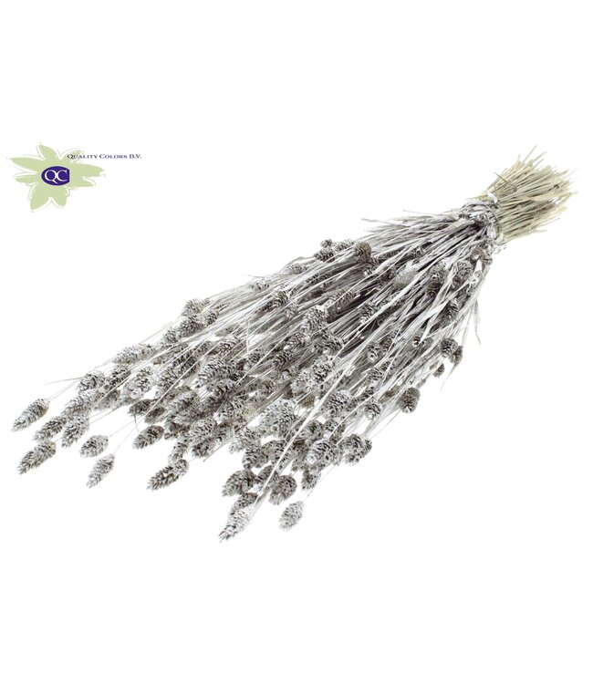 Platinum-coloured dried Canary Grass with glitter | Phalaris dried flowers | Length 60 cm | Order per 6 bunches