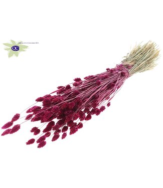 QC Lilac-coloured dried canary grass | Phalaris dry flowers | Length 60 centimetres | Per 6 bunches